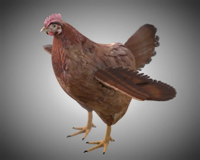 chicken hen pbr bird rigged low poly 3D Model .c4d .max .obj .3ds .fbx .stl .blend 