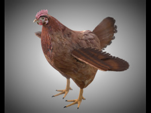 chicken hen pbr bird rigged low poly 3D Model