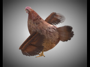 chicken hen pbr bird rigged low poly 3D Model