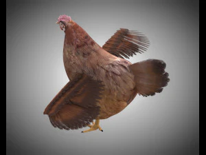 chicken hen pbr bird rigged low poly 3D Model
