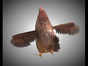 chicken hen pbr bird rigged low poly 3D Model