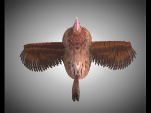 chicken hen pbr bird rigged low poly 3D Model