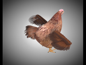 chicken hen pbr bird rigged low poly 3D Model