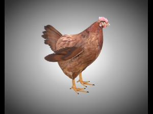 chicken hen pbr bird rigged low poly 3D Model
