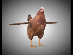 chicken hen pbr bird rigged low poly 3D Model