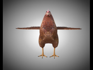 chicken hen pbr bird rigged low poly 3D Model