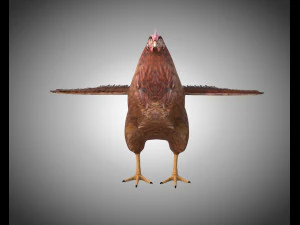 chicken hen pbr bird rigged low poly 3D Model