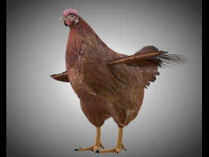 chicken hen pbr bird rigged low poly 3D Model