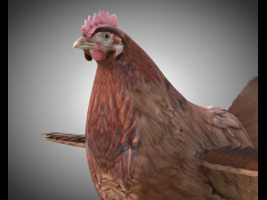 chicken hen pbr bird rigged low poly 3D Model