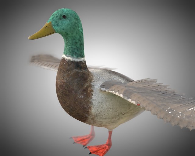 duck pbr bird rigged low poly Model 3D .c4d .max .obj .3ds .fbx .stl .blend 