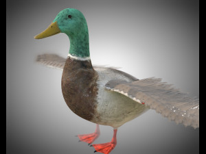 duck pbr bird rigged low poly 3D Model