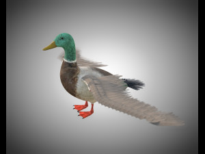 duck pbr bird rigged low poly Model 3D