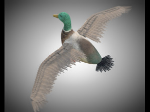duck pbr bird rigged low poly Model 3D
