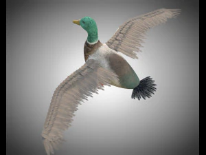 duck pbr bird rigged low poly 3D Model