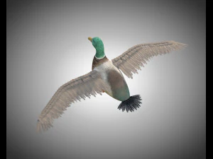 duck pbr bird rigged low poly 3D Model