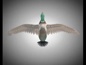duck pbr bird rigged low poly 3D Model