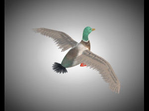 duck pbr bird rigged low poly Model 3D