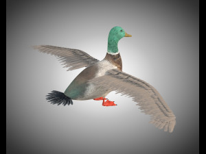 duck pbr bird rigged low poly Model 3D