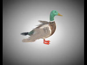 duck pbr bird rigged low poly Model 3D
