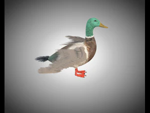 duck pbr bird rigged low poly 3D Model