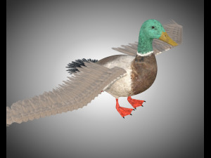 duck pbr bird rigged low poly Model 3D