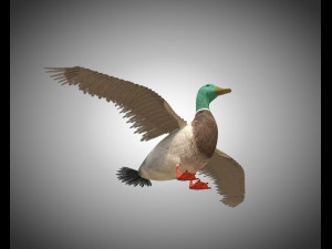 duck pbr bird rigged low poly Model 3D