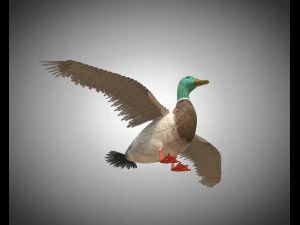 duck pbr bird rigged low poly 3D Model