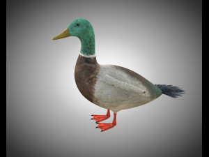 duck pbr bird rigged low poly Model 3D