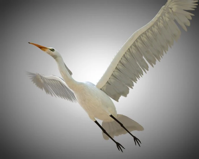 egret pbr bird rigged low poly 3D Model .c4d .max .obj .3ds .fbx .stl .blend 