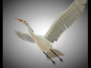 zilverreiger pbr vogel opgetuigd laag poly 3D Model