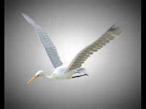 egret pbr bird rigged low poly Modèle 3D