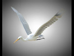 egret pbr bird rigged low poly 3D Model