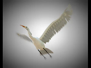 egret pbr bird rigged low poly 3D Model