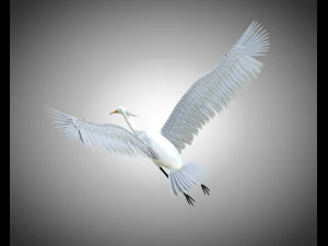 egret pbr bird rigged low poly 3D Model
