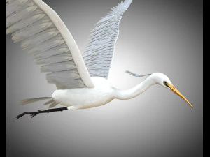 egret pbr bird rigged low poly 3D Model
