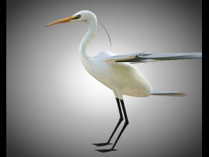 egret pbr bird rigged low poly Modèle 3D