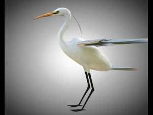 egret pbr bird rigged low poly 3D Model