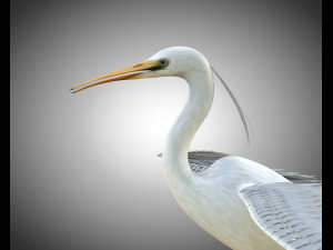egret pbr bird rigged low poly Modèle 3D