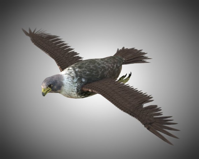 falcon pbr bird rigged low poly Modèle 3D .c4d .max .obj .3ds .fbx .stl .blend 