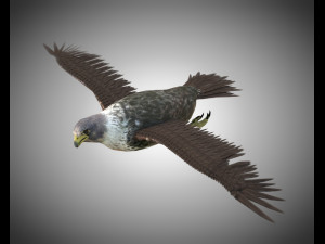 falcon pbr bird rigged low poly 3D Model