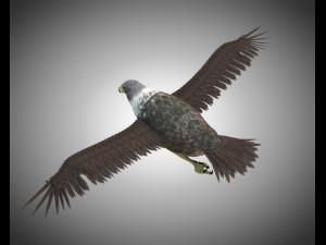 falcon pbr bird rigged low poly Modèle 3D