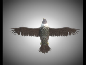 falcon pbr bird rigged low poly Modèle 3D
