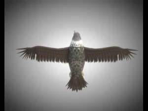 falcon pbr bird rigged low poly 3D Model