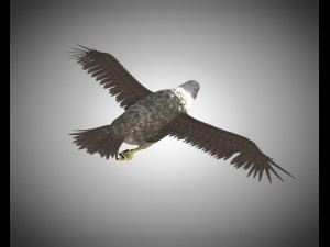 falcon pbr bird rigged low poly Modèle 3D