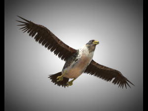 falcon pbr bird rigged low poly Modèle 3D
