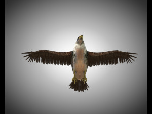 falcon pbr bird rigged low poly Modèle 3D