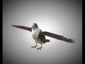falcon pbr bird rigged low poly Modèle 3D