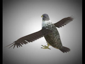 falcon pbr bird rigged low poly 3D Model