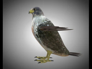 falcon pbr bird rigged low poly 3D Model
