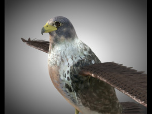 falcon pbr bird rigged low poly Modèle 3D
